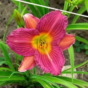 Razzmatazz daylily