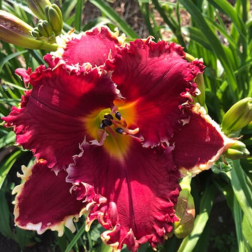 Red Hornet daylily