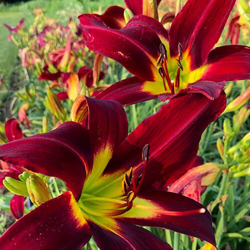 Red Nova daylily