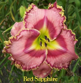 Red Sapphire daylily