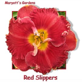 Red Slippers daylily