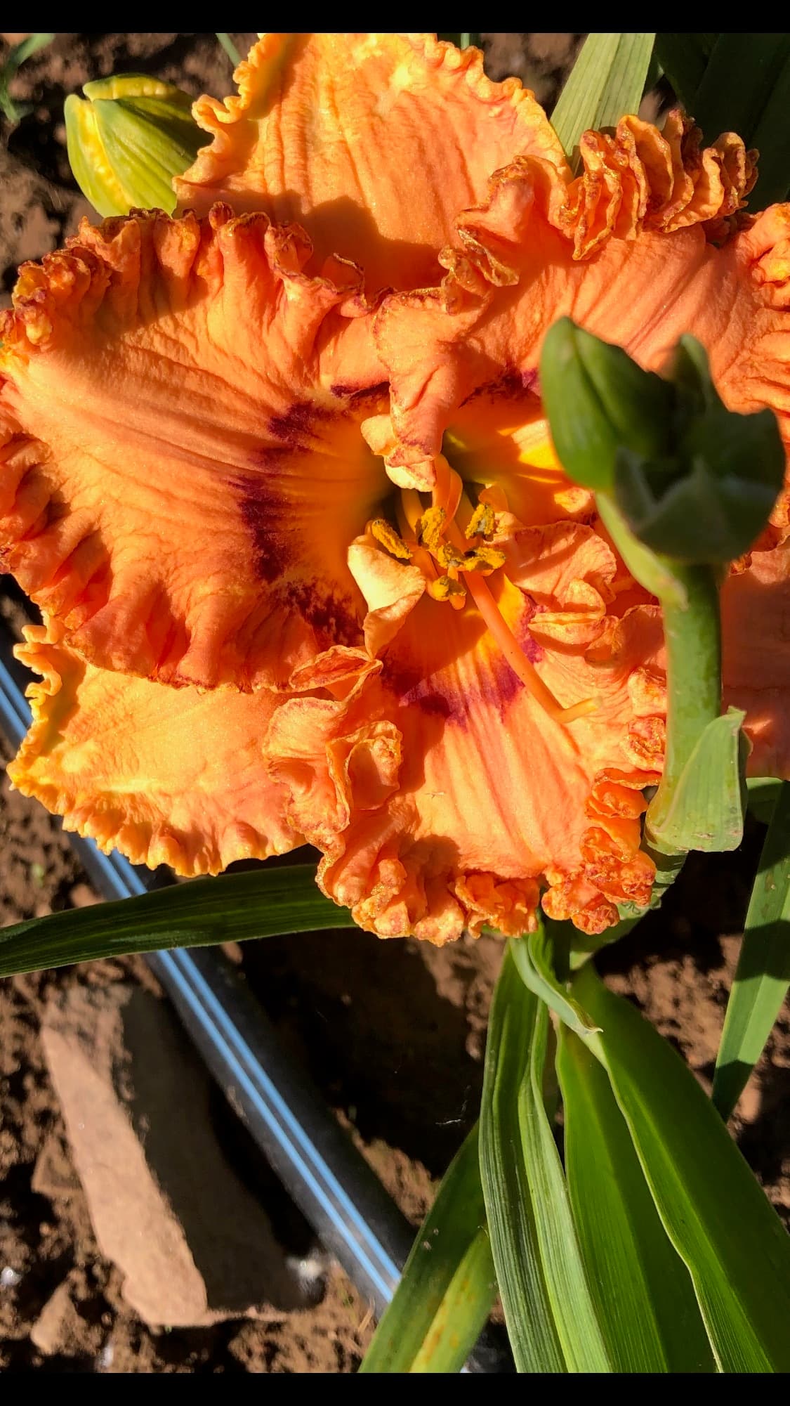 Remembering Grace daylily
