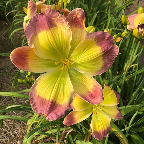 Rethink Pink daylily