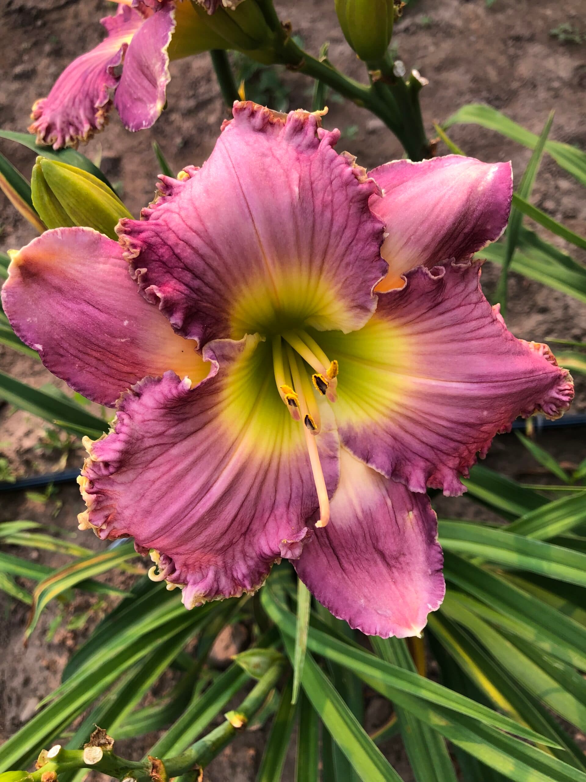 Retreat Beach daylily