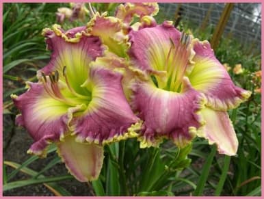 Ring The Bells Of Heaven daylily
