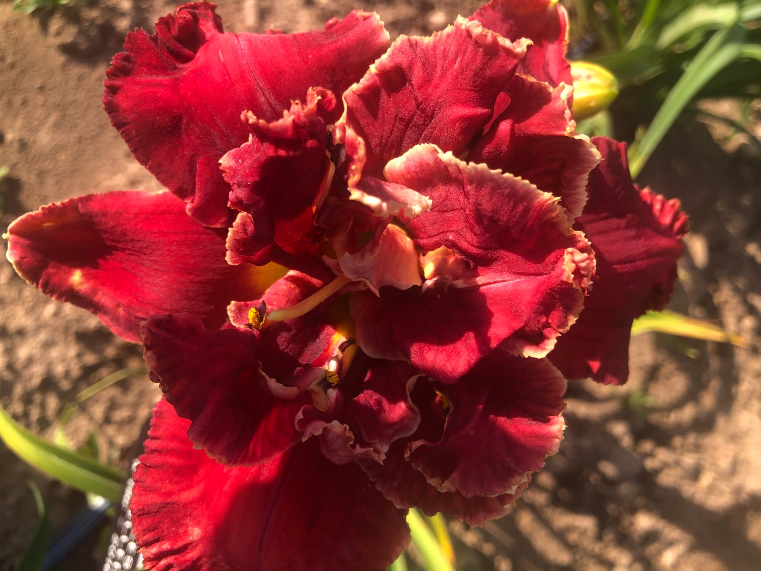 Road Less Travelled daylily