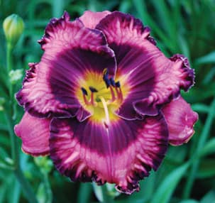 Rock Candy daylily