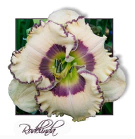 Rodelinda daylily