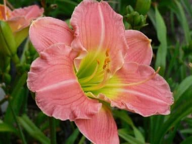 Rose Emily daylily