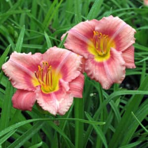 Rosy Returns daylily