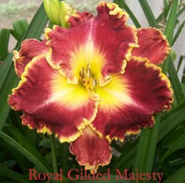 Royal Gilded Majesty daylily