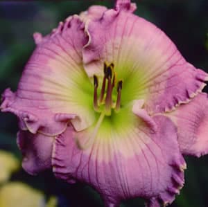 Sacred Ground daylily