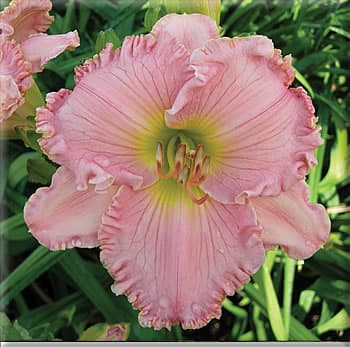 Sara Martin daylily