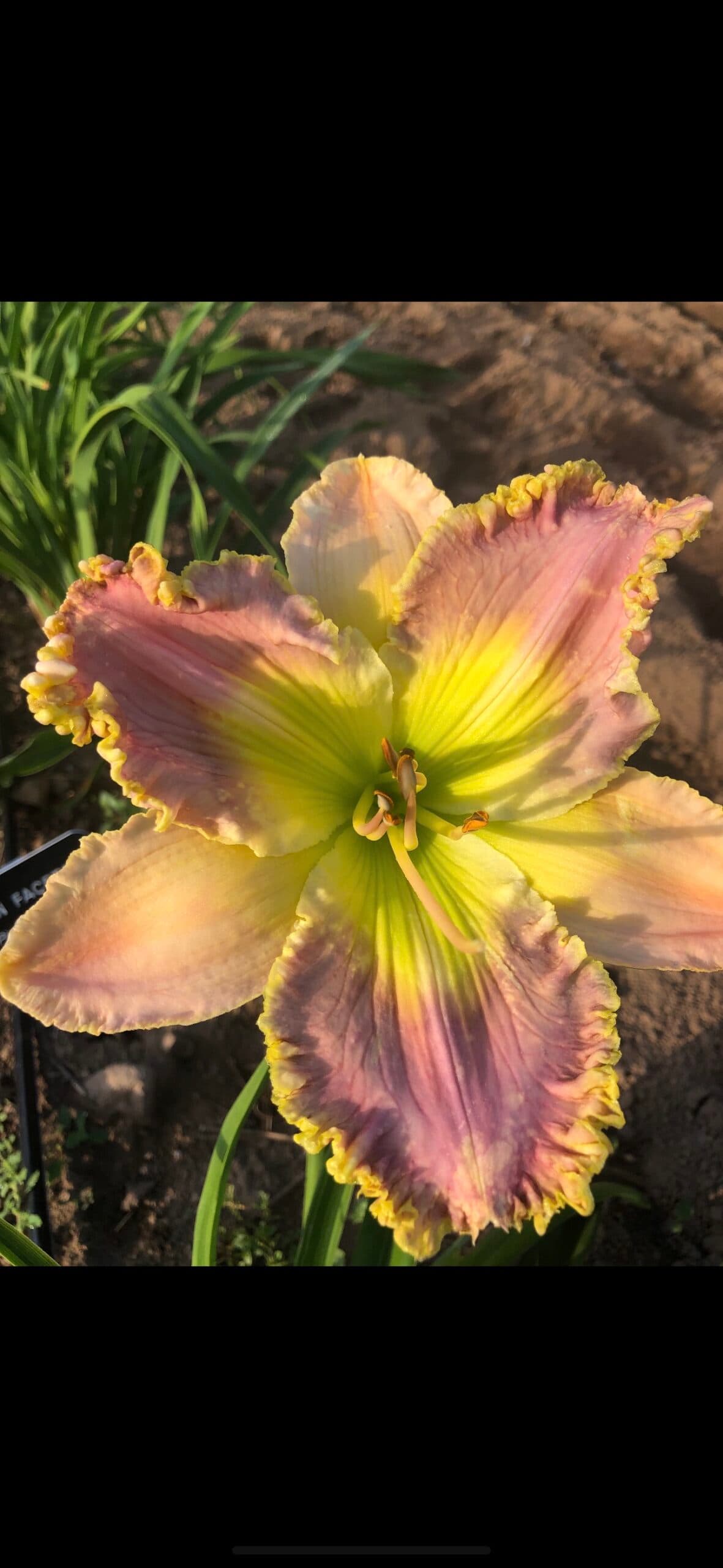 Sassy Sapphire daylily