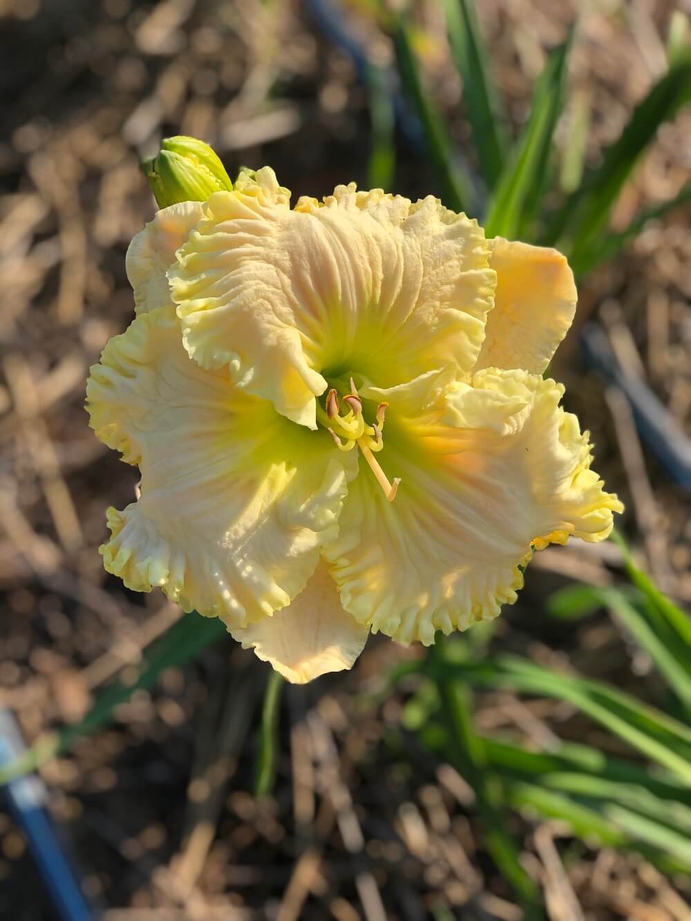 Satin Facets daylily