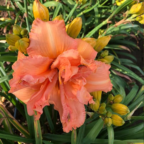 Savannah Skipper Doodle daylily