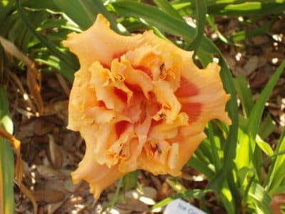 Savannah Smooch daylily