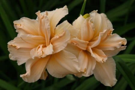 Scatterbrain daylily