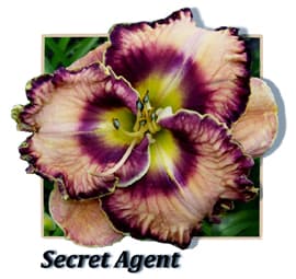 Secret Agent daylily