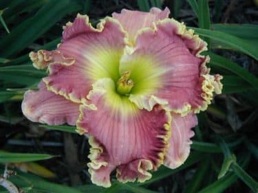 Secret Of Contentment daylily