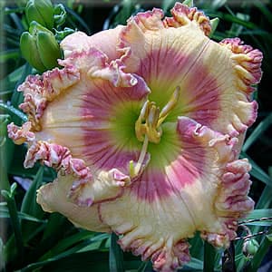 Sense of Wonder daylily