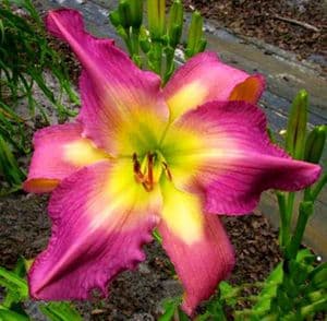 Shallow Water daylily