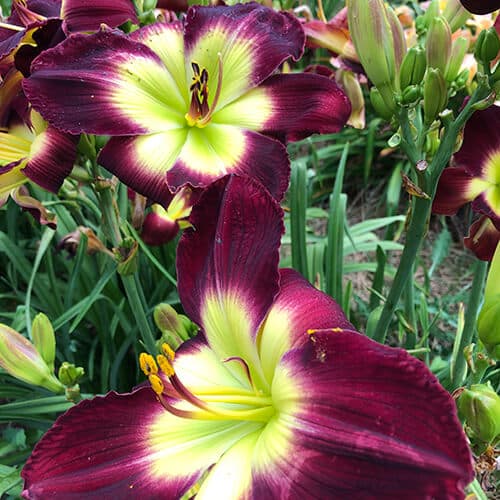 Sharon's Delight daylily