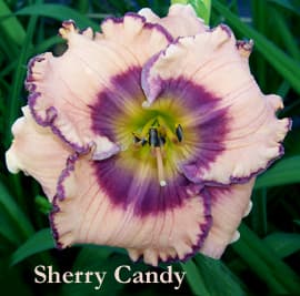 Sherry Candy daylily
