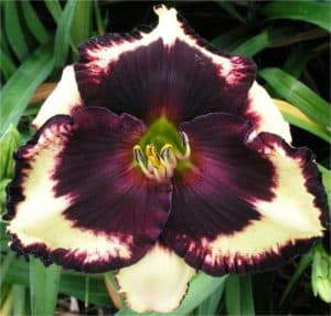 Shipwreck Cove daylily