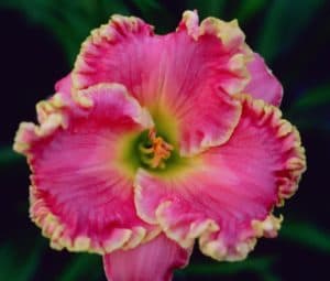 Shores of Time daylily