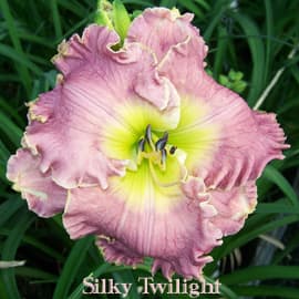 Silky Twilight daylily