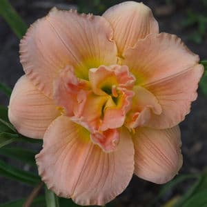 Siloam Double Classic daylily