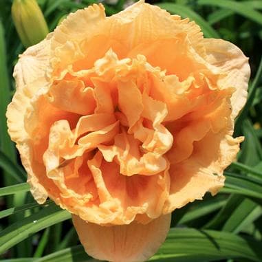 Siloam Peony Display daylily