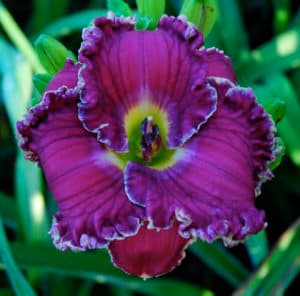 Silver Rings daylily
