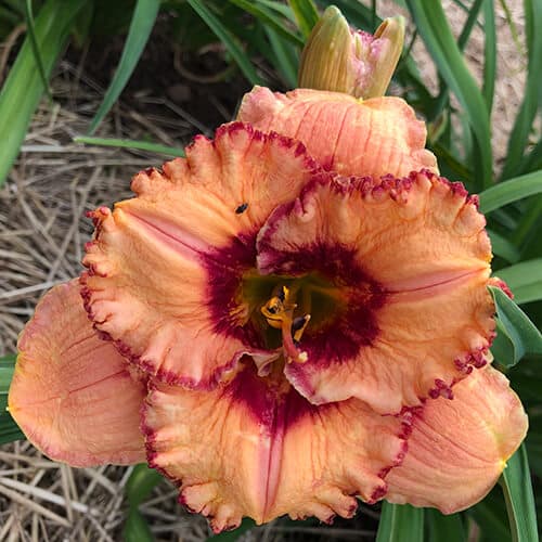Singing With Angels daylily