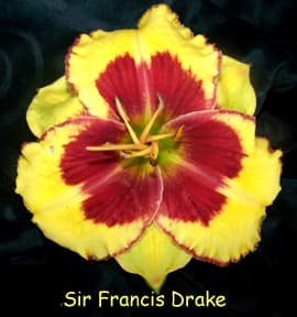 Sir Francis Drake daylily