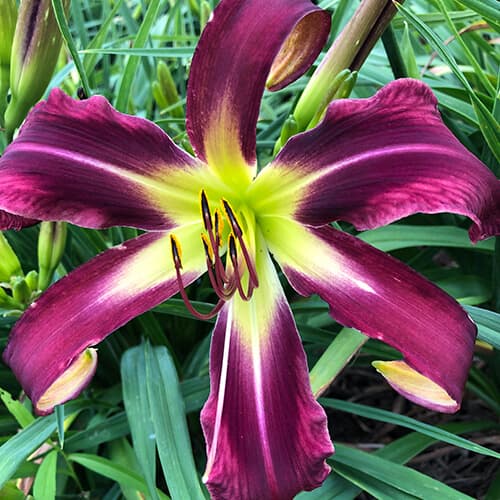 Skywarp daylily