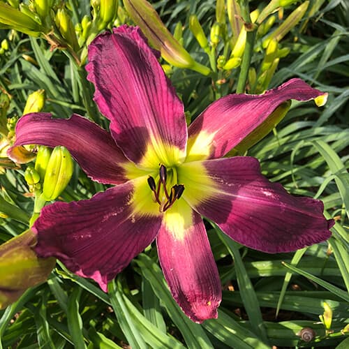 So Delightful daylily