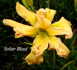 Solar Blast daylily