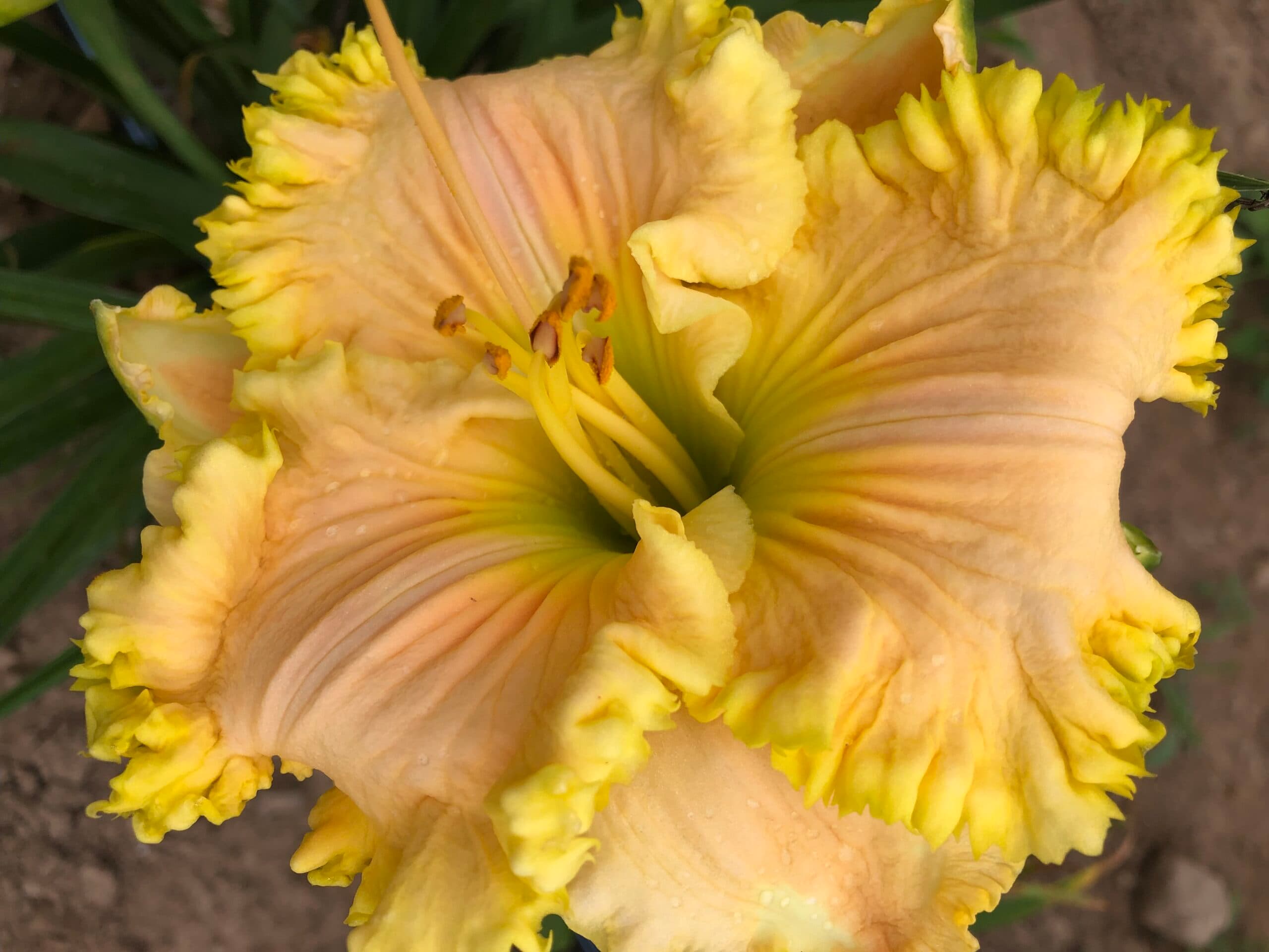 Solomon’s Riches daylily