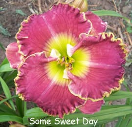 Some Sweet Day daylily