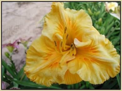 Song of the Empire daylily