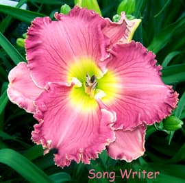 Song Writer daylily