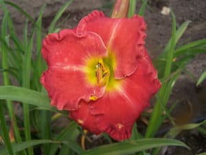 Soul on Fire daylily