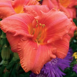 South Seas daylily