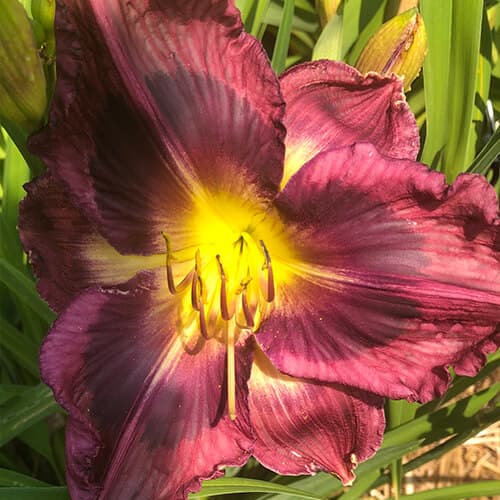 Southern Shiner daylily