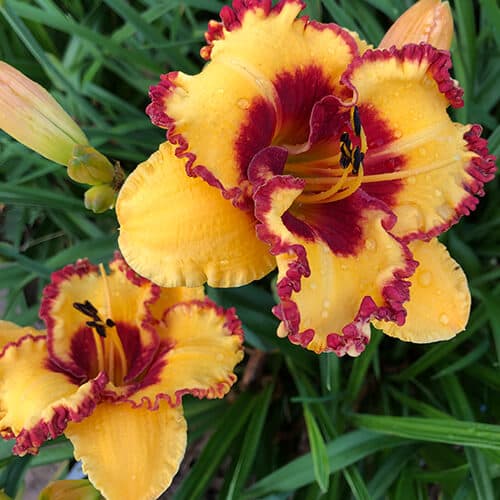 Southwestern Memories daylily
