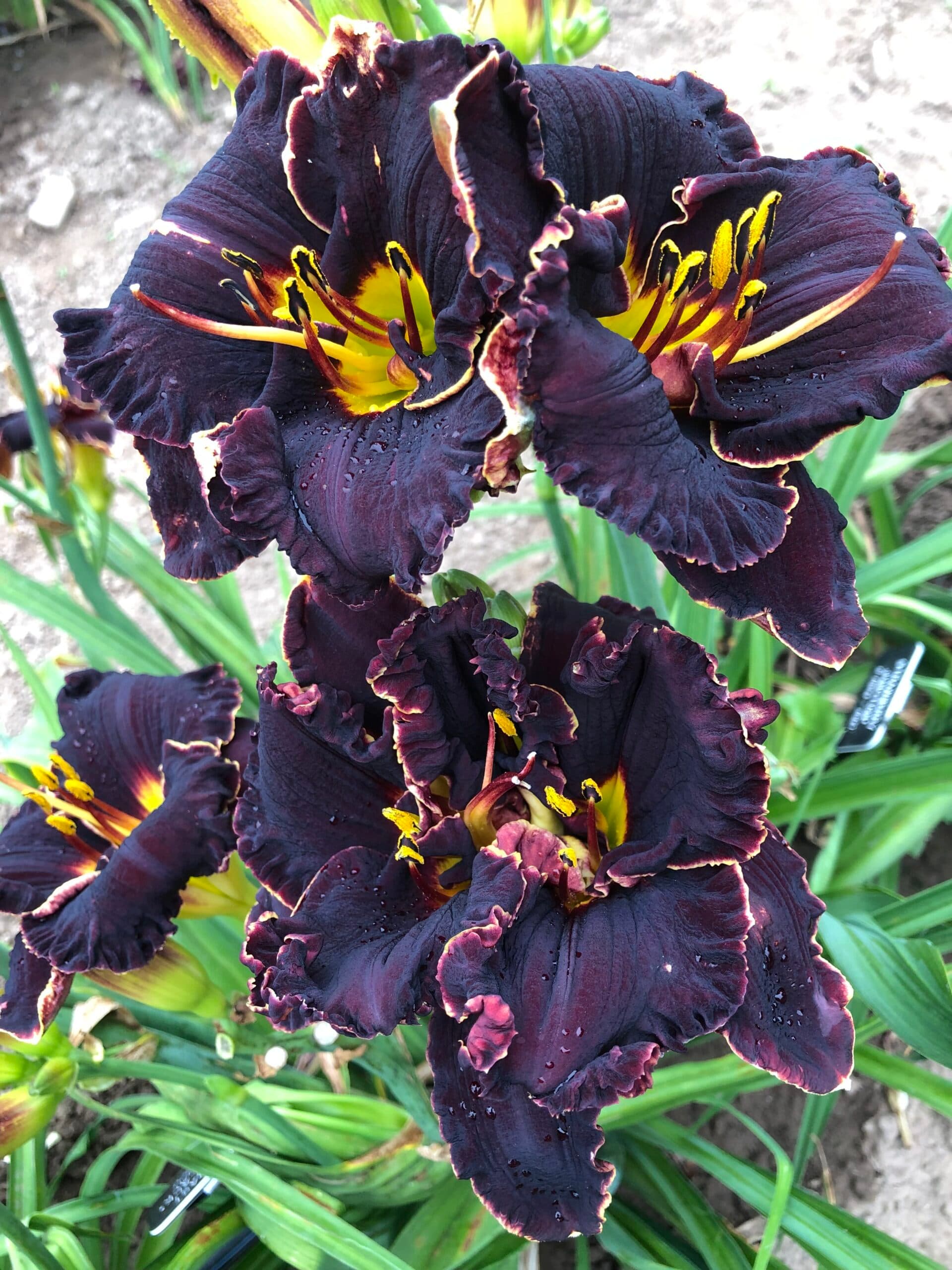 Spacecoast Back In Black daylily