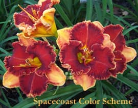 Spacecoast Color Scheme daylily