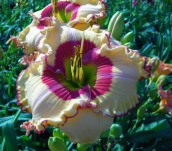 Spacecoast Eye For Passion daylily